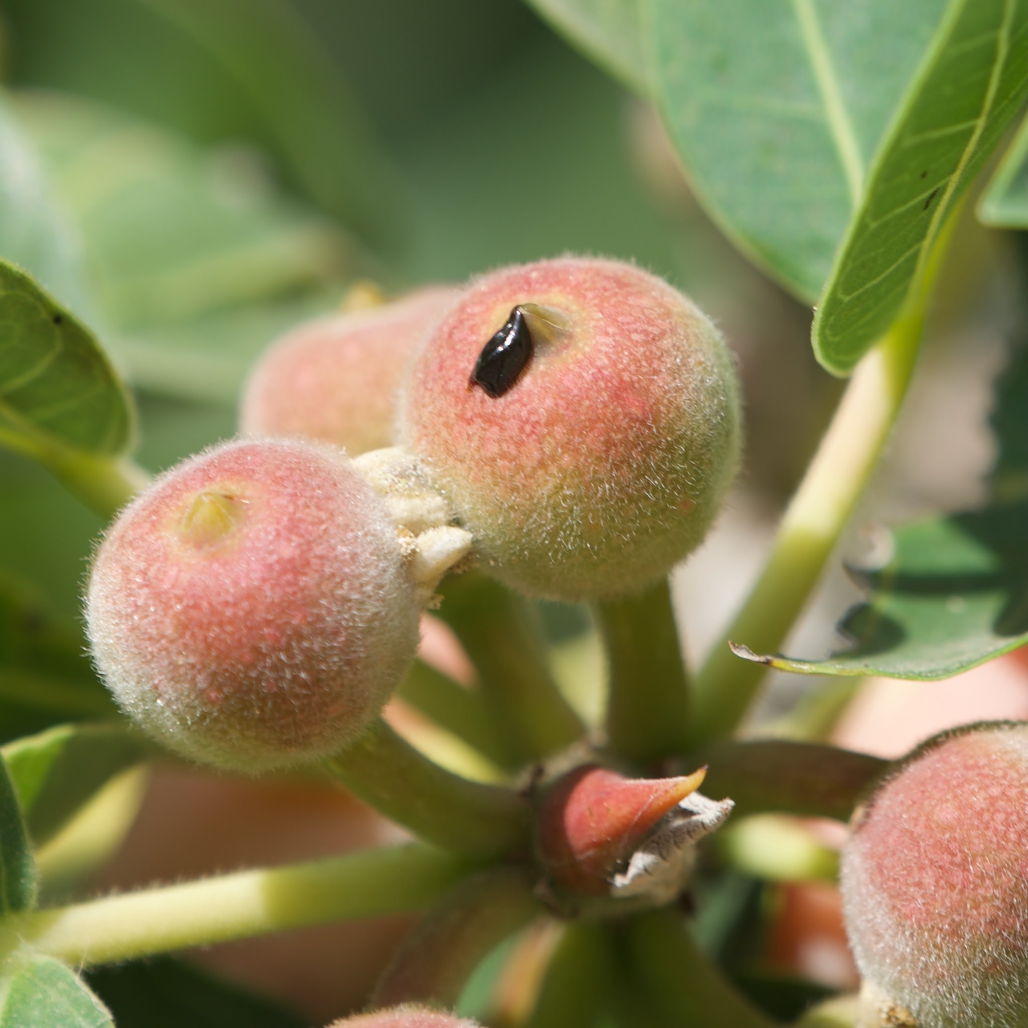Ficus petiolaris